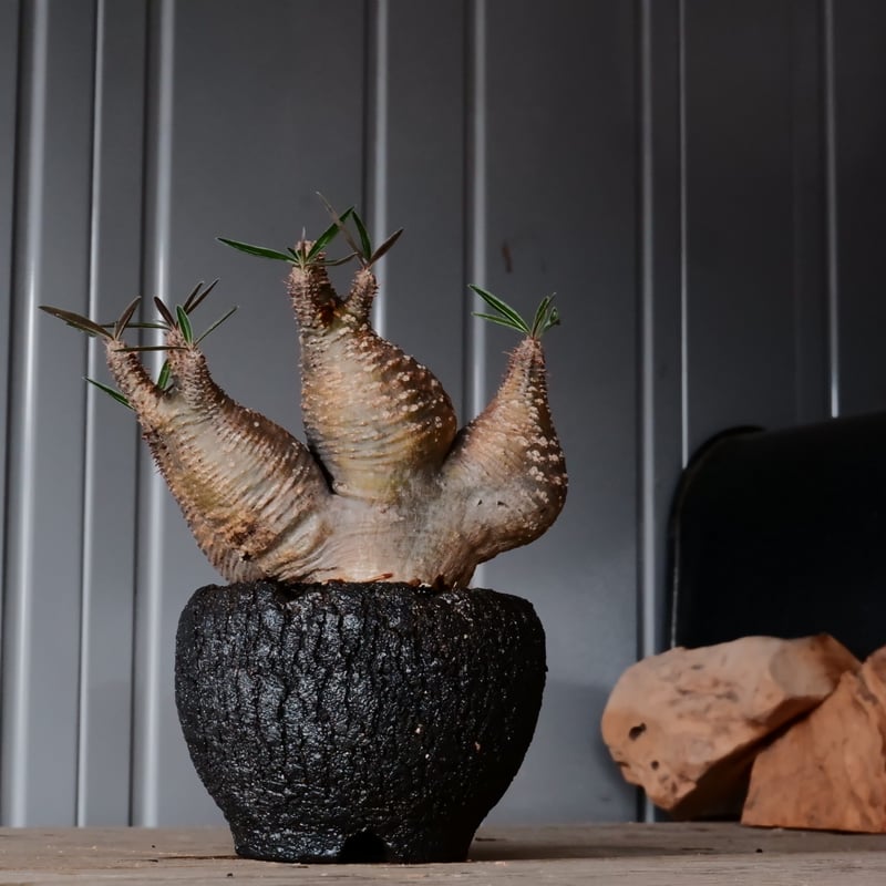 パキポディウム グラキリス 実生 象牙宮 開花済 bizen pot(四頭 パキポディウム グラキリス 実生 象牙宮 開花済 bizen pot(四頭