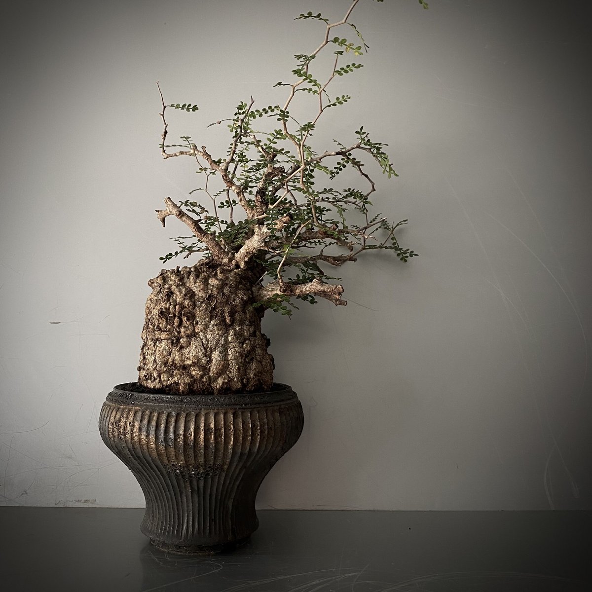 DIRK BIKKENBERG ポリ ライダース 短丈小野瀬一 × D.I.P コラボ鉢