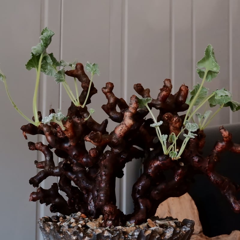 ペラルゴニウム　ミラビレ　鉢　qutoten 発根済み ペラルゴニウム ミラビレ×伝市鉢 穴窯 | GREEN LUCK