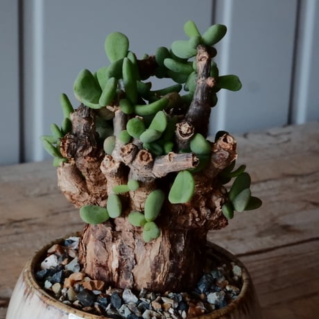 ケラリア ピグマエア［No.45］  × 磯部祐介 作品【 円 - en - "彩り" 】2.5号 植木鉢 笠間焼