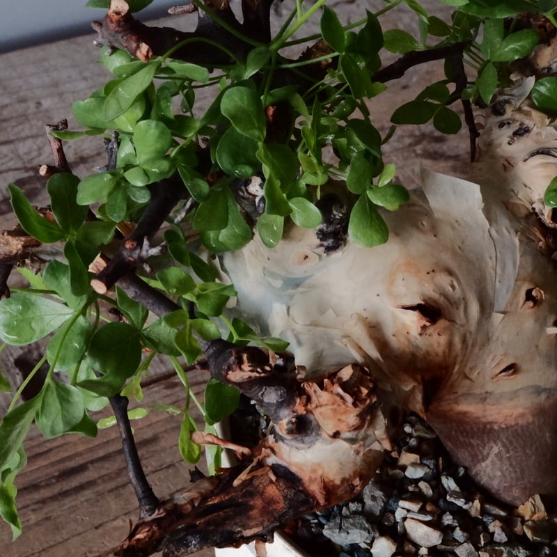 コミフォラ カタフ ピュア［No.04］ × 杉山悠 作 φ13cm 植木鉢