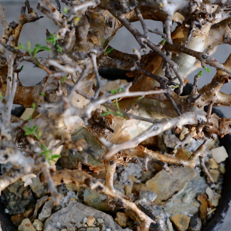 コミフォラ ストックシアナ No.24 × 