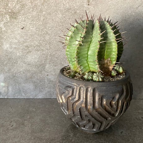 ユーフォルビアゼブラホリダ | STORES