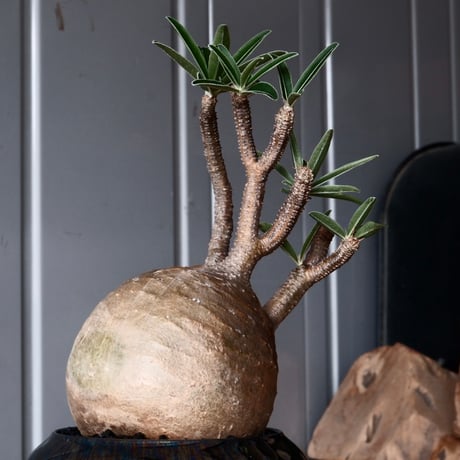 グラキリス φ9.5cm - 象牙宮-［No.47］× 坂本新 作 作品【 LUSTER BLACK 】3号 植木鉢 笠間焼