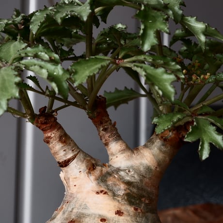 キフォステンマ ベティフォルメ ナローリーフ ソマリア産 輸入株［No.28］  × 根本峻吾 作品【 S.N POT type.slim「 雷電 / 月光 ver. 」3.5号 】笠間焼 植木鉢
