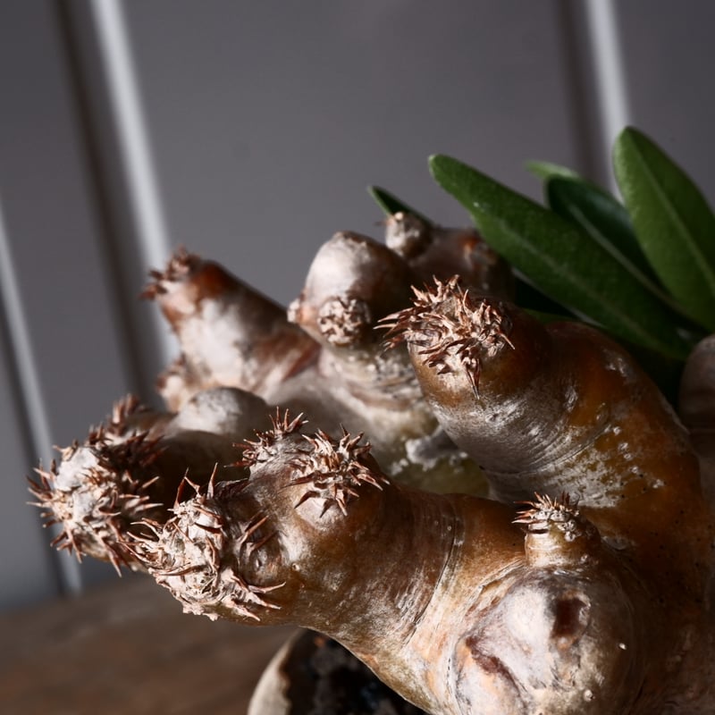 パキポディウム ブレビカリックス 輸入株 発根済［No.9］ × 沼野秀章