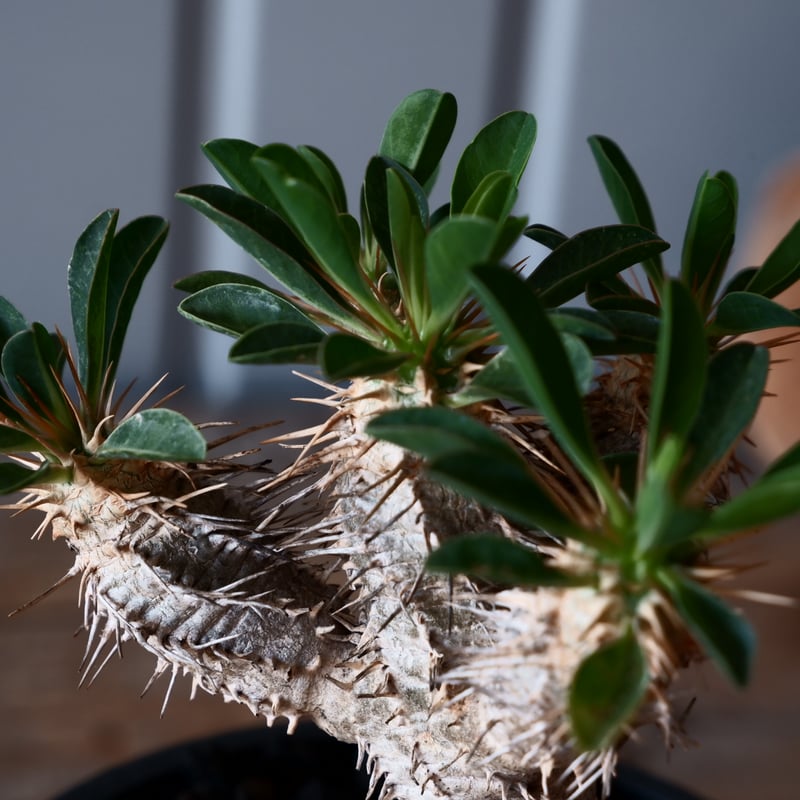 ユーフォルビア ギラウミニアナ 輸入株［No.47］ 4号鉢 | Botanical Holic