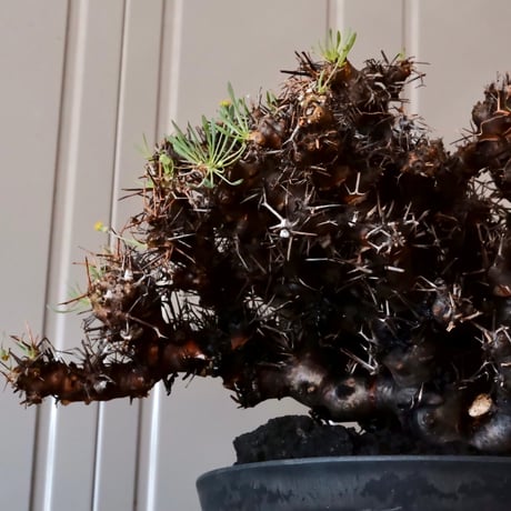 【 大株 】オトンナ ユーフォルビオイデス ［No.89］ ×  8号 浅鉢 植木鉢