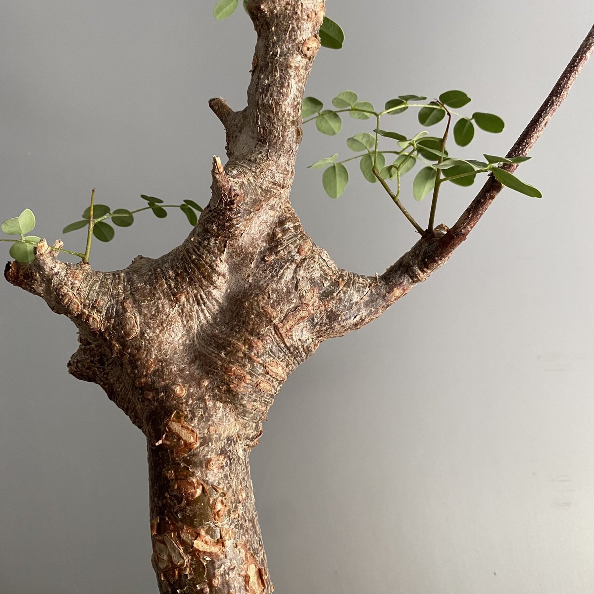 k*3様 デロニクス プミラ 現地球 発根済み　小型　白肌　検）グラキリス　パキ k*3様 デロニクス プミラ 現地球 発根済み 小型 白肌 検