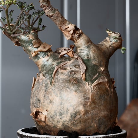 丸株 キフォステンマ ベティフォルメ ナローリーフ ソマリア産 輸入株［No.16］  × 根本峻吾 作品【 S.N POT「 覚醒 / 月光 ver. 」3号 】