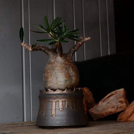 グラキリス φ10cm  - 象牙宮- ［No.229］  ×   根本峻吾 作 S.N POT type.cylinder「 黑焰 - kokuen - 」4号 植木鉢 笠間焼
