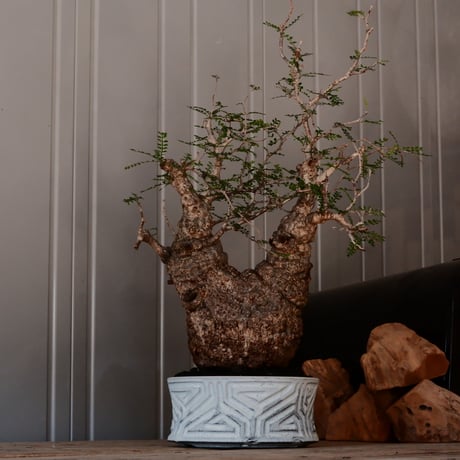 大株 オペルクリカリア パキプス φ 14cm［No.45］  ×   根本峻吾 作 S.N POT  type.slim-low「 月光ノ鐵 」 6号 植木鉢