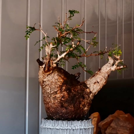オペルクリカリア パキプス φ 15cm［No.02］  ×   根本峻吾 作 S.N POT  type.cylinder「 月光ノ爪牙 」 5号 植木鉢
