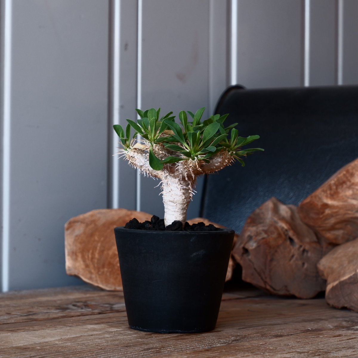 ユーフォルビア ギラウミニアナ 輸入株［No.44］ 3.5号鉢