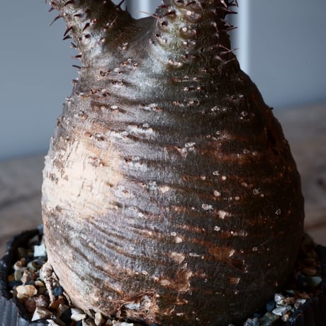 グラキリス φ8.5cm - 象牙宮-［No.02］× 根本峻吾 作 S.N POT type.round「 爪牙 -堕天黒- 」3.5号鉢 笠間焼