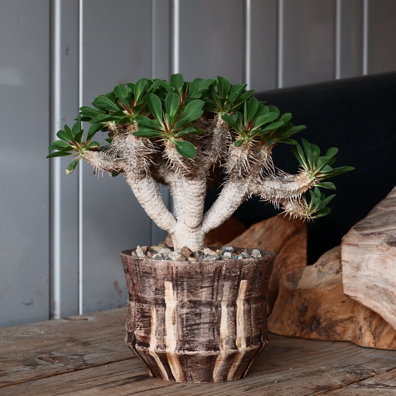 中株 ユーフォルビア ギラウミニアナ 輸入株［No.23］ × 沼野秀章 作品