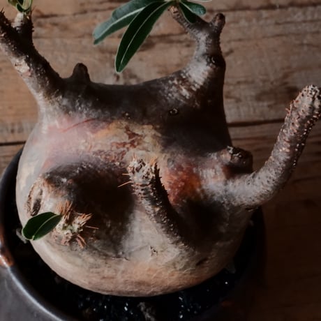 グラキリス φ9.5cm - 象牙宮 -［No.99］  × 磯部祐介 作「 円 - en - "闇落ち "」3.5号 植木鉢 笠間焼