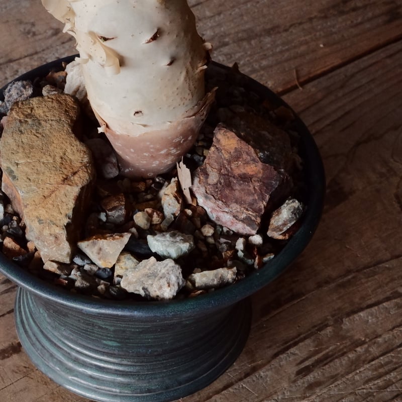 コミフォラ カタフ ピュア［No.08］ × 森田昌求 作【 CLAW