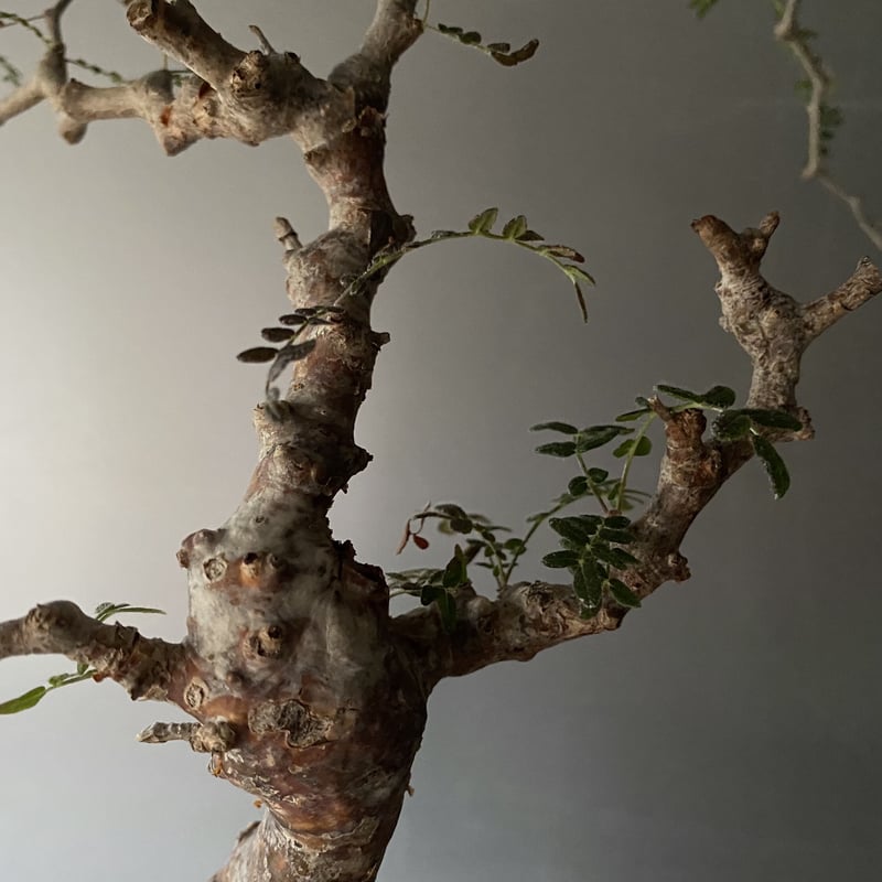 Nakano ーコミフォラ モンストローサ 良型 鉢ごと 現地球 Nakano