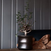 センナ メリディオナリス 輸入株［No.39］  × 松野 然 作 「ZEN」5.5号 植木鉢
