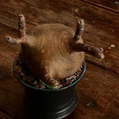 グラキリス M - 象牙宮 -［ No.183］  ×  森田昌求 作 「 CLAW / BORDER 」4号 植木鉢 笠間焼