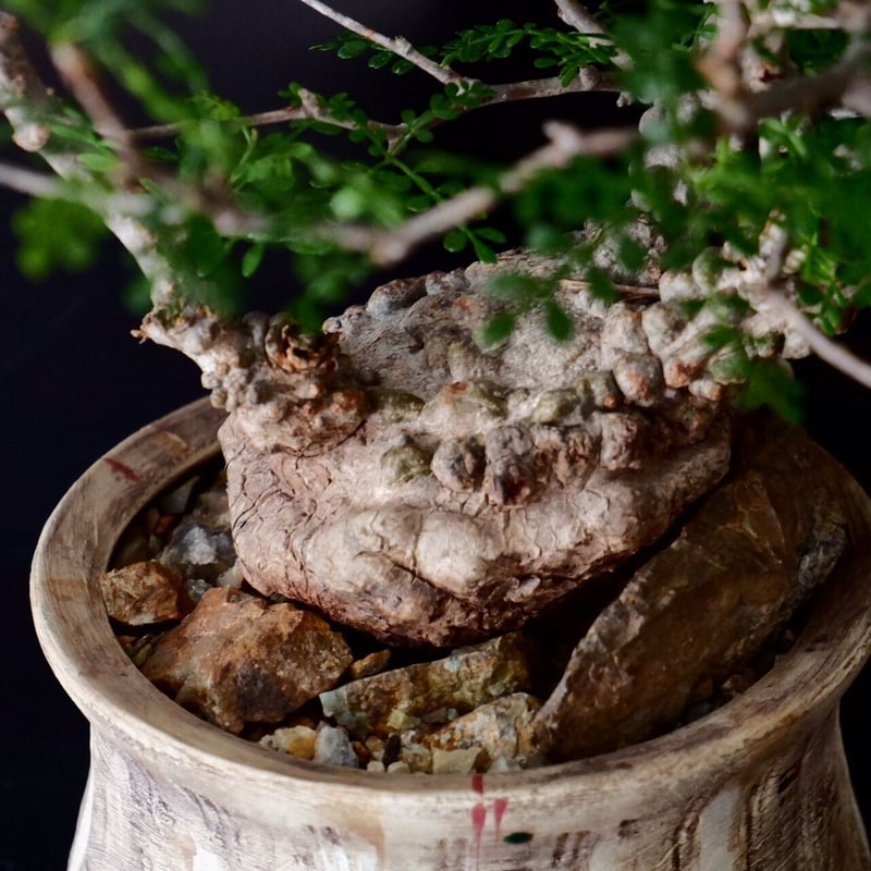 超扁平 蟹型 オペルクリカリア パキプス［No.13］ × 沼野秀章 作 「刻