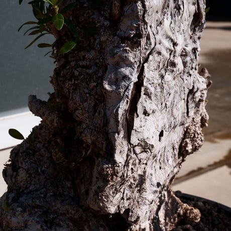 Old Olive 古木オリーブ［No.06］× 10号皿鉢 (φ30cm)