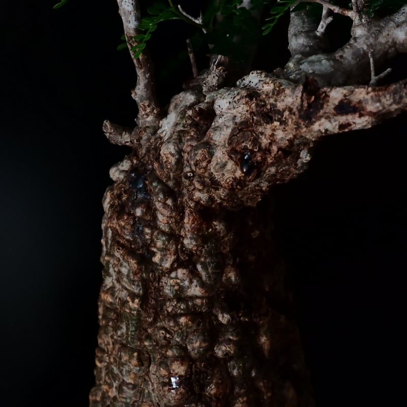 オペルクリカリア パキプス［No.19］ × HINUMA RYU 作 「龍ノ長鉢」植木