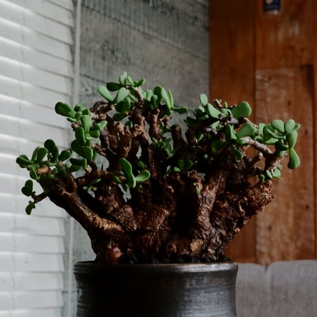 ケラリア ピグマエア 発根済［No.18］  × 松野 然 作 「ZEN」 3号 植木鉢