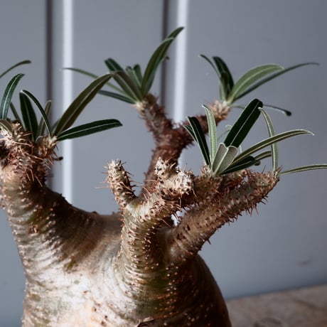 グラキリス φ9.5cm - 象牙宮-［No.34］×  中野明彦 作品【 KIRIKO / brown  / 4号 】笠間焼 植木鉢
