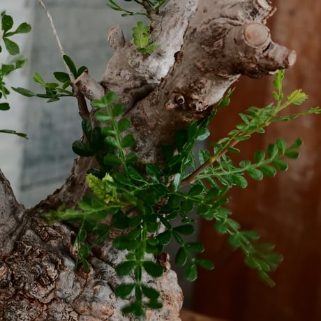 オペルクリカリア パキプス φ12cm［No.14］  ×   根本峻吾 作 S.N POT type.cylinder「 雷電 」limited color - Ocher - 4号 植木鉢