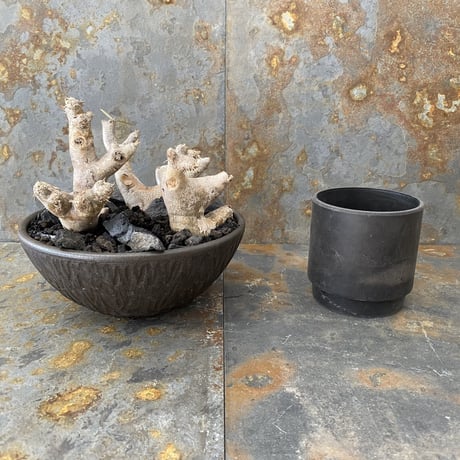 Madagascar Rock Garden - Black -［ No.2 ］