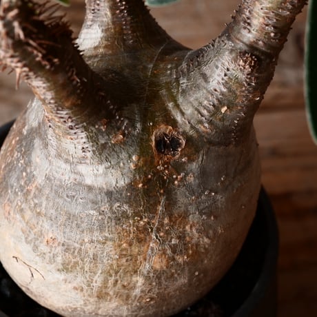 グラキリス φ8cm - 象牙宮 - ［No.31］  ×   根本峻吾 作品【 S.N POT type.slim「 覚醒 」 3.5号 】笠間焼 植木鉢