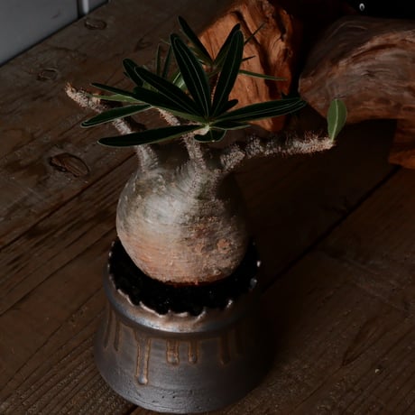 グラキリス φ10cm  - 象牙宮- ［No.229］  ×   根本峻吾 作 S.N POT type.cylinder「 黑焰 - kokuen - 」4号 植木鉢 笠間焼