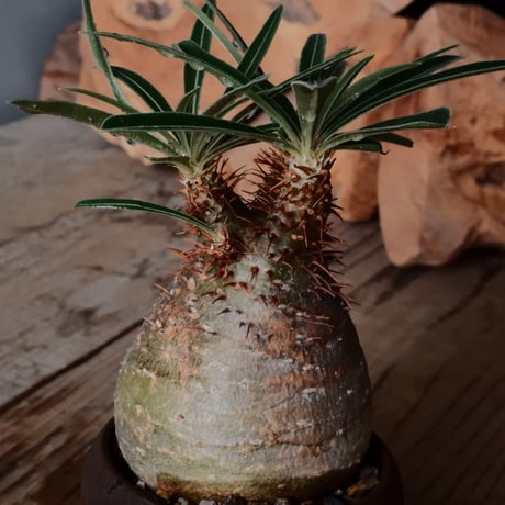 グラキリス φ6cm - 象牙宮 -［No.121］  × 磯部祐介 作「 匣 - kou - 」2号 植木鉢 笠間焼