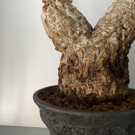 発根済 オペルクリカリア パキプス P-11  × 小野瀬 一 作品「the first plants wear」 7号 植木鉢