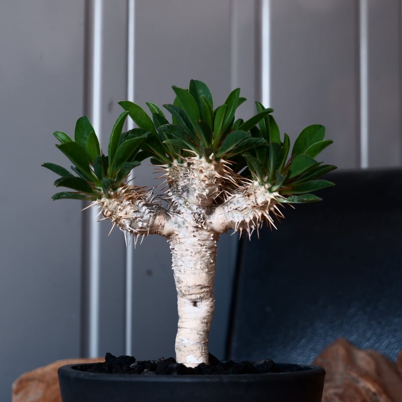 ユーフォルビア ギラウミニアナ 輸入株［No.46］ 4号鉢 | Botanical Holic