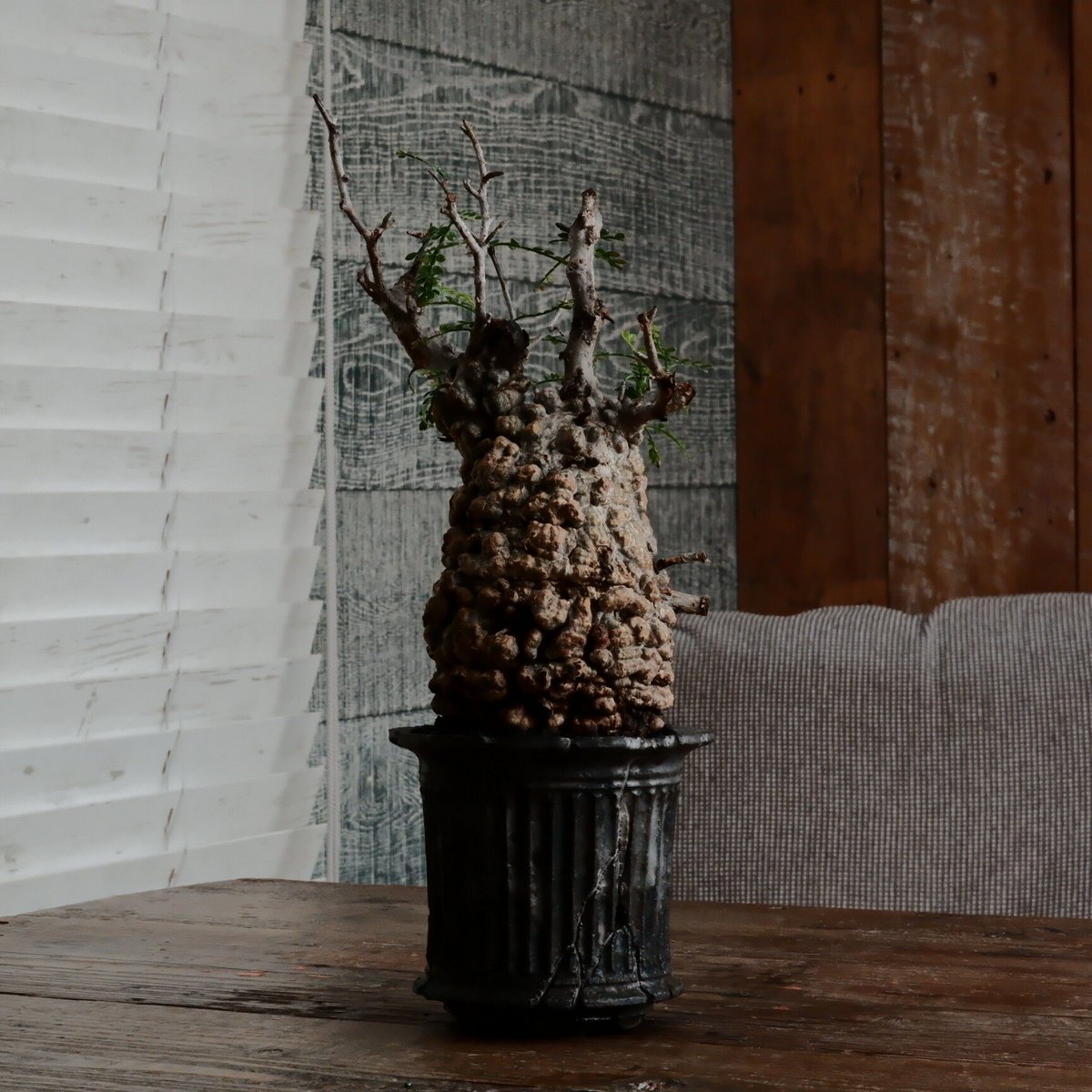 【実生4年目】オペルクリカリア　パキプス　一本立ち仕上げ　鉢ごと発送　A株 オペルクリカリア・パキプス】実生5年以上経過株 | BOKUTO