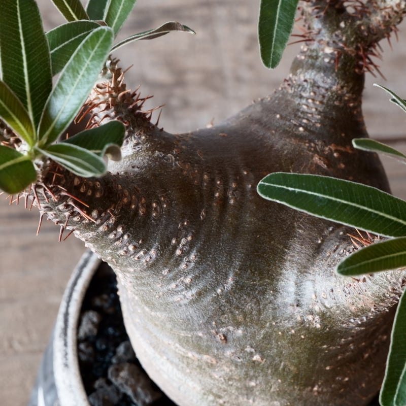 グラキリス φ8cm - 象牙宮- ［No.04］× 根本峻吾 作 S.N POT type.