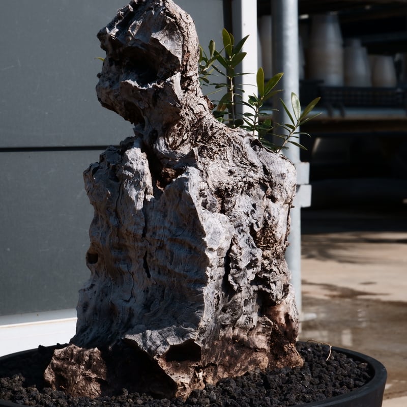 Old Olive 古木オリーブ［No.26］× 12号皿鉢 (φ36cm) | Botani