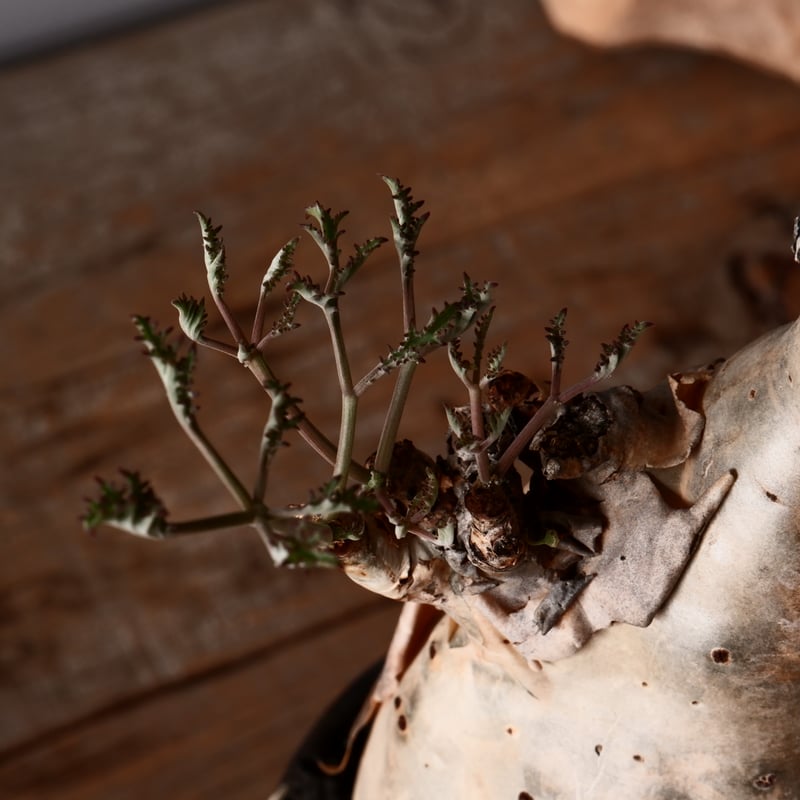 キフォステンマ ベティフォルメ ソマリア キフォステンマ ベティフォルメ ナローリーフ ソマリア産 輸入株