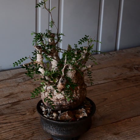 オペルクリカリア パキプス φ 12cm［No.40］  × 沼野秀章 作 【 black wrap 】4号 植木鉢 笠間焼