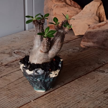 CATEGORY マカイエンセ - Makayense - | Botanical Holic