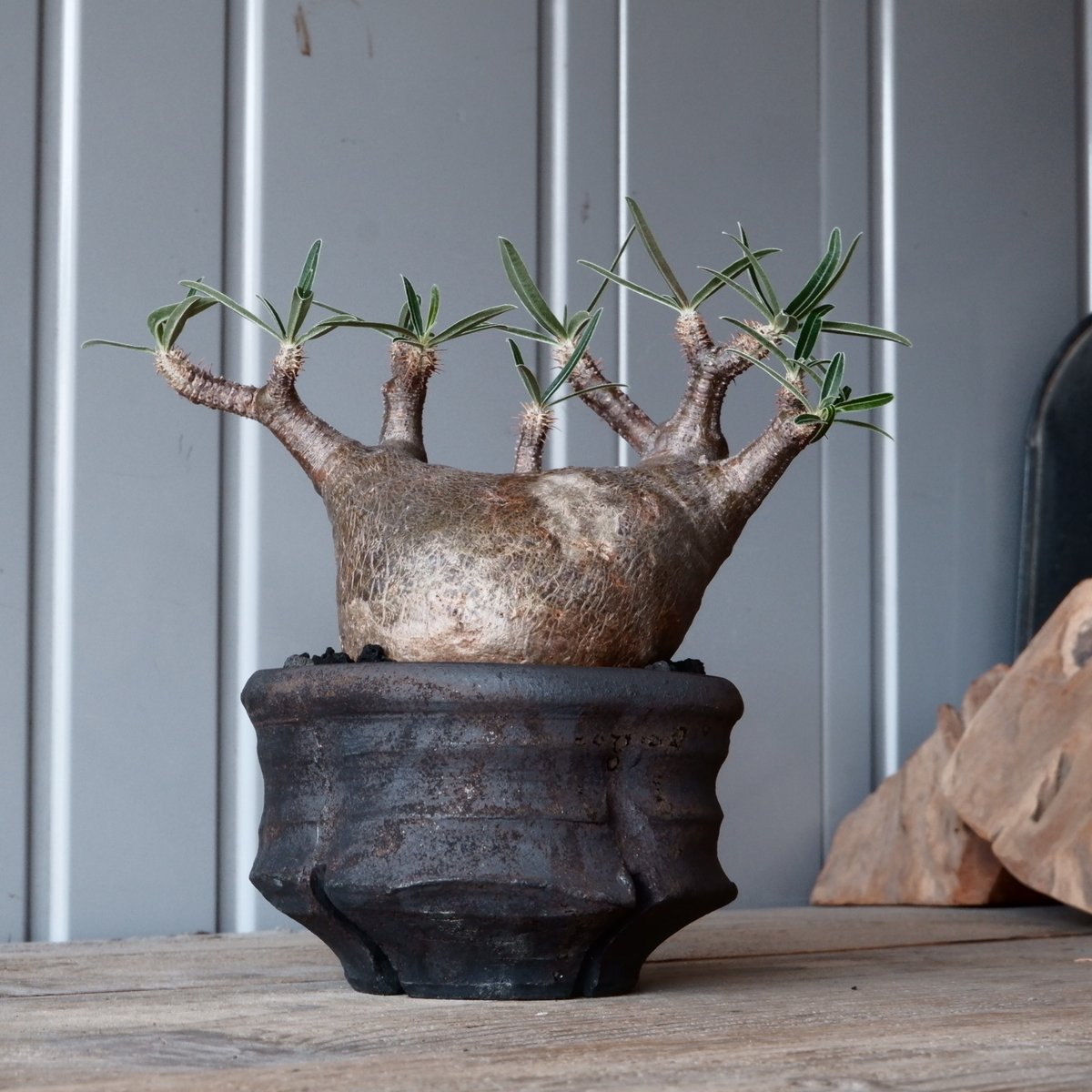 パキポディウム グラキリス現地球発根後1年経過（鉢 沼野秀章） 【公式