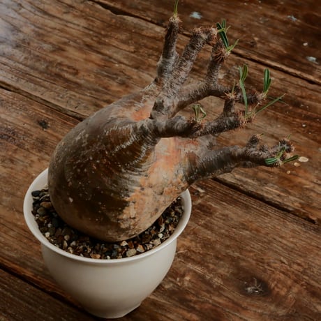 グラキリス M - 象牙宮 -［No.206］  ×   坂本新 作「 LUSTER OVERGLAZE - white pearl -  」3.5号 植木鉢 笠間焼