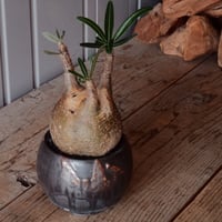 グラキリス φ10cm - 象牙宮 -［No.100］  × 磯部祐介 作「 円 - en - "闇落ち "」3.5号 植木鉢 笠間焼