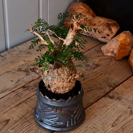 オペルクリカリア パキプス φ 10cm［No.04］  ×   根本峻吾 作 S.N POT  type.cylinder「 鐡 - 黒焔 - 」 4号 植木鉢