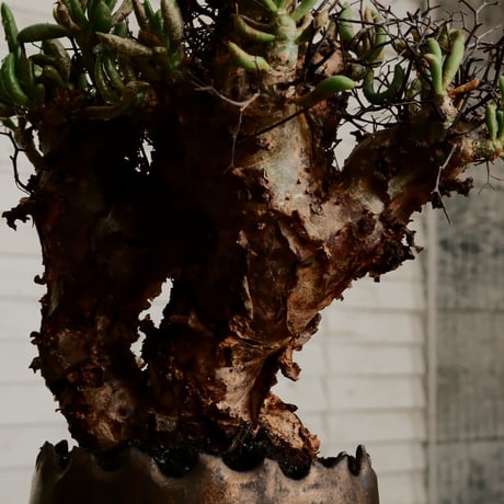 チレコドン レティキュラーツス 万物想［No.2］  ×   根本峻吾 作 S.N POT type.round「 黒焔  」3号 植木鉢 笠間焼