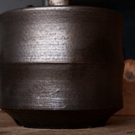センナ メリディオナリス 輸入株［No.37］  × 松野 然 作 「ZEN」4.5号 植木鉢