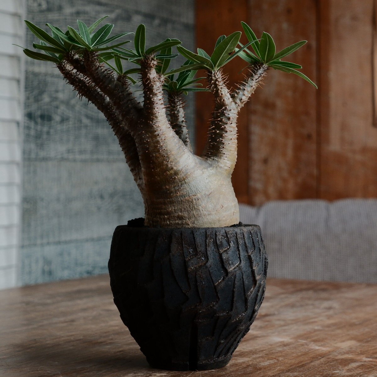 綴化 グラキリス - 象牙宮 -［No.161］ × 沼野秀章 作「 black wra